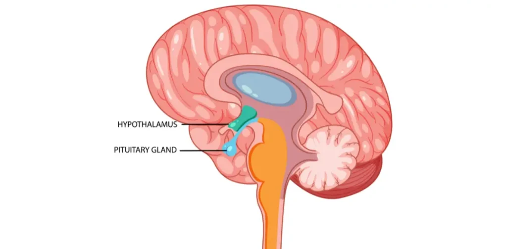 I’m feeling run down. Why am I more likely to get sick_ And how can I boost my immune system (2)