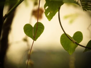 Two heart-shaped green leaves on a vine backlit by soft evening light
